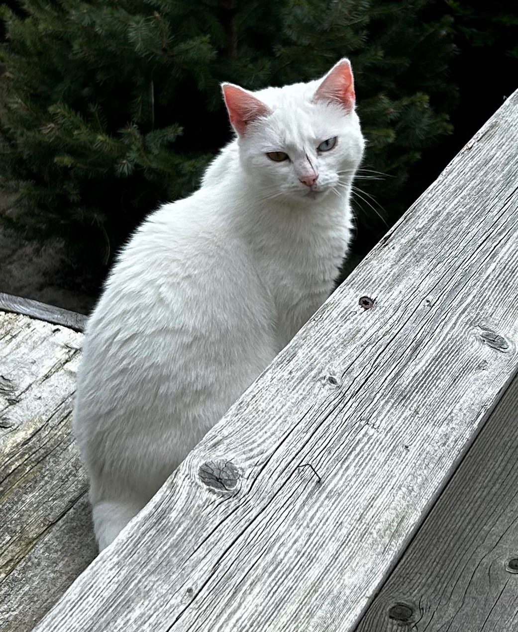 Witte kat (eigenaar bekend)