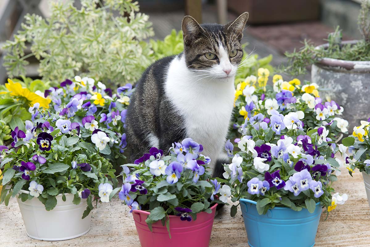 Beautiful cat in between colored pansy flowers The Netherlands