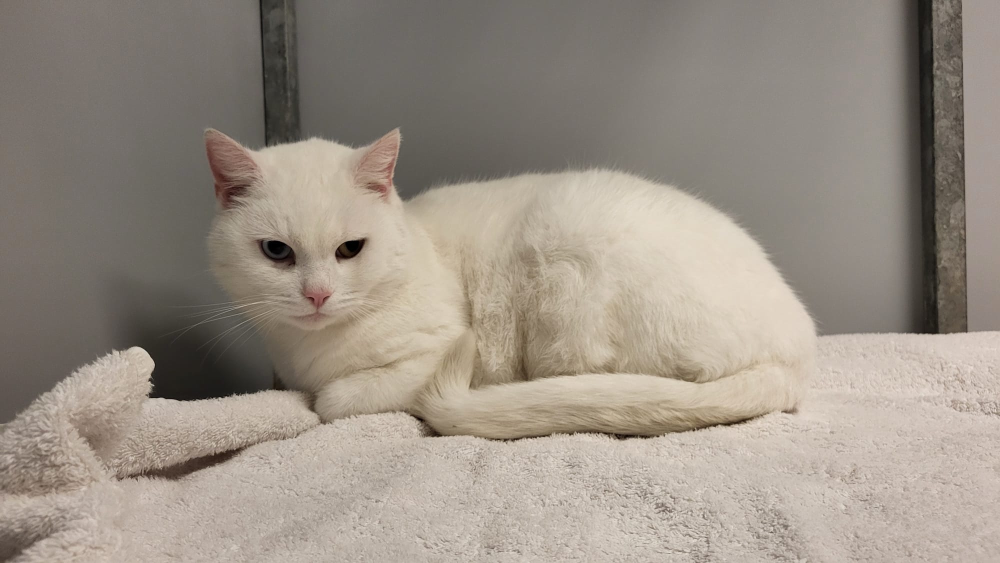 Witte kat