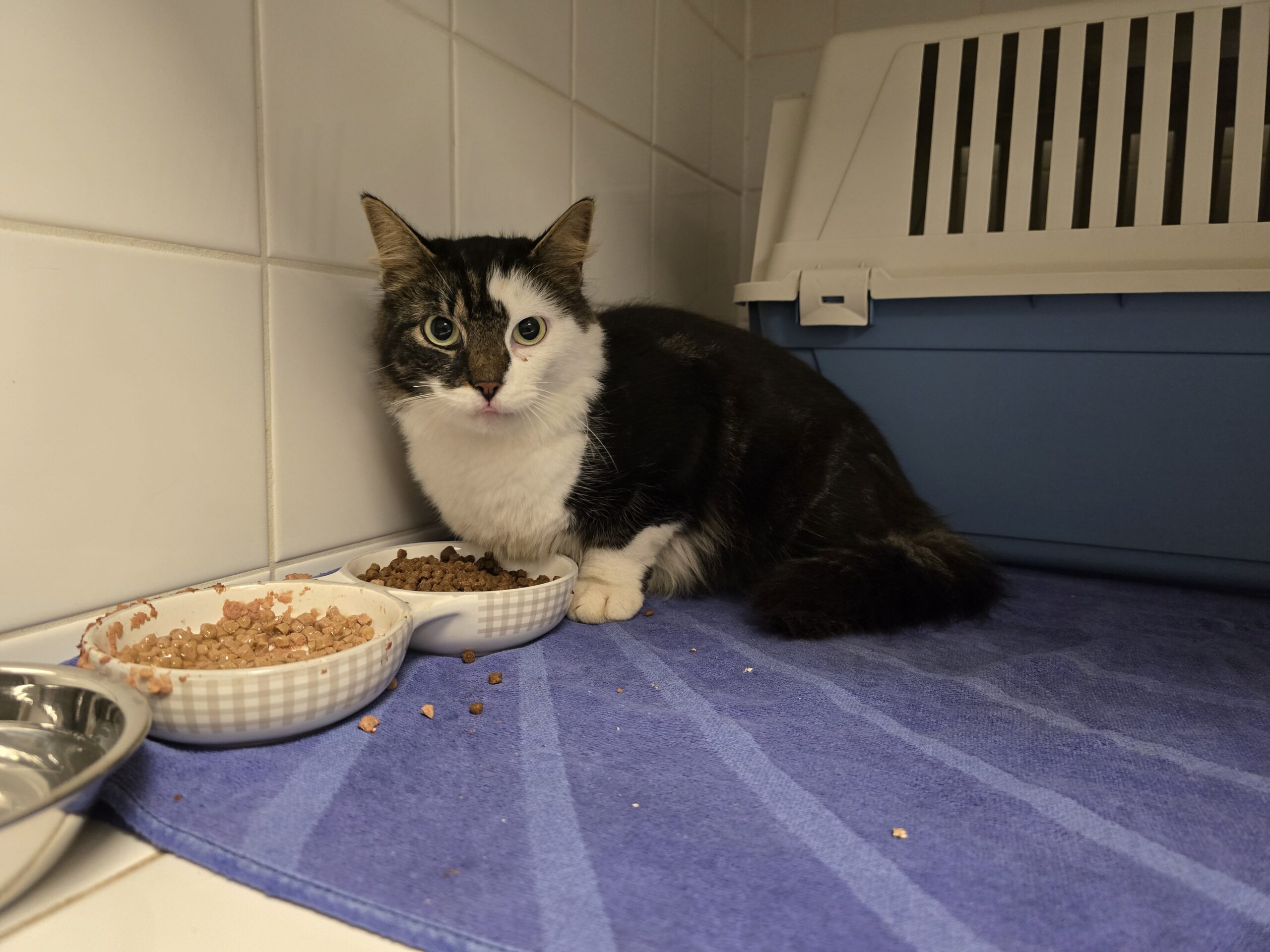 Cypers/witte poes met langharige staart