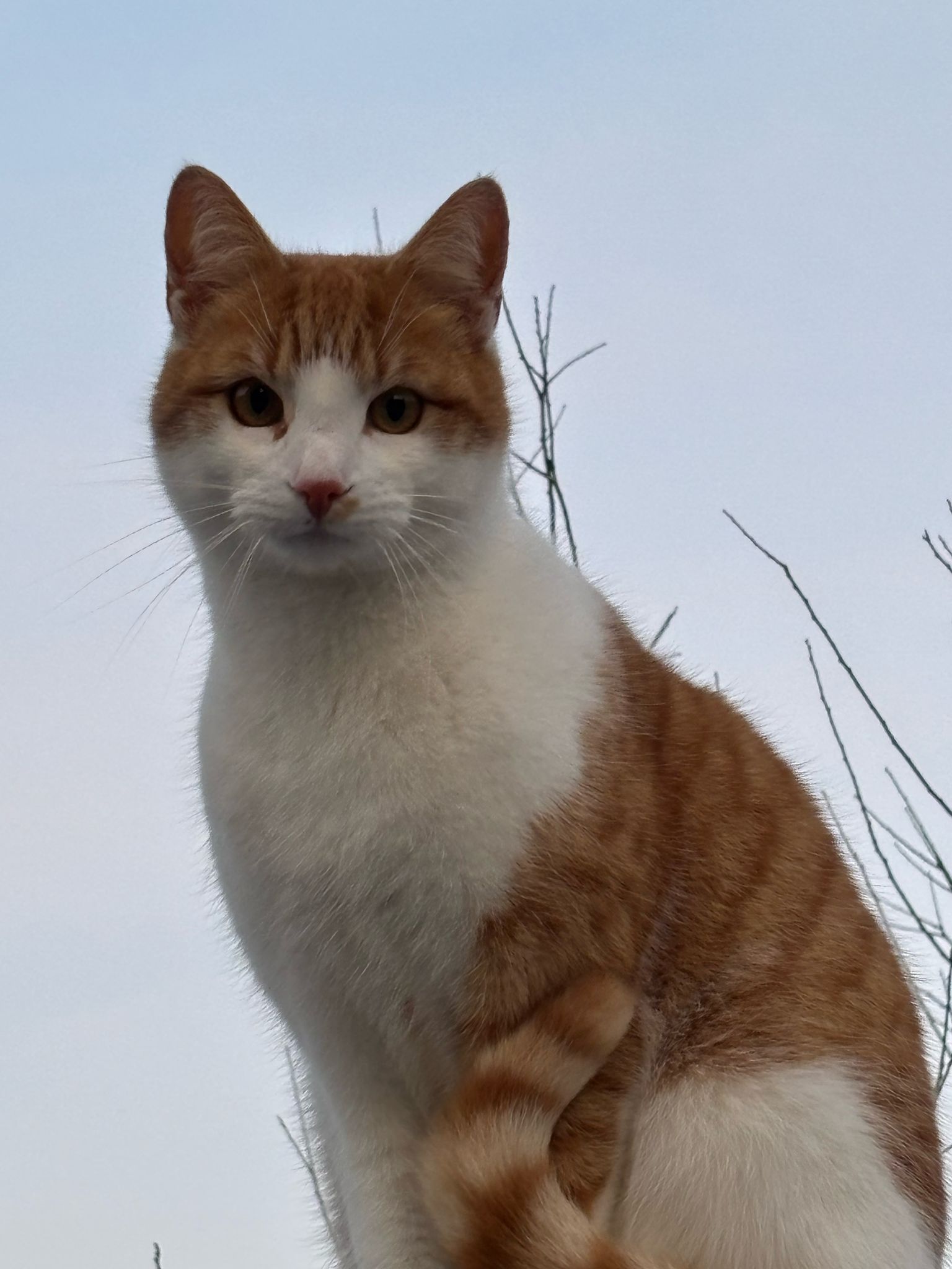 Tijger