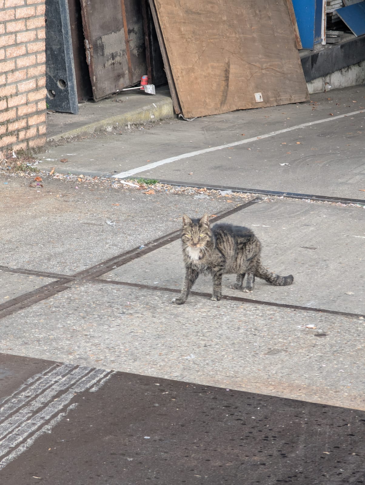 Cyperse kat