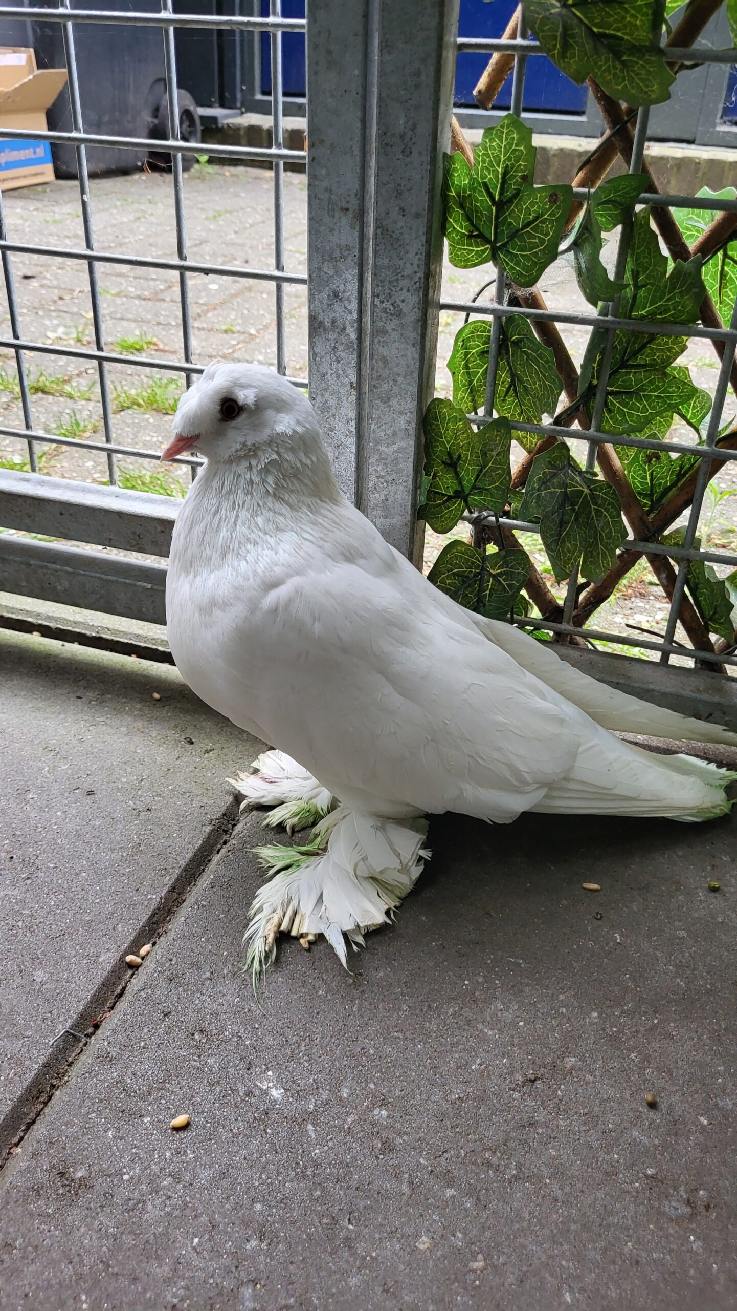 Sierduif