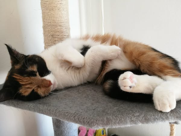 Ajax