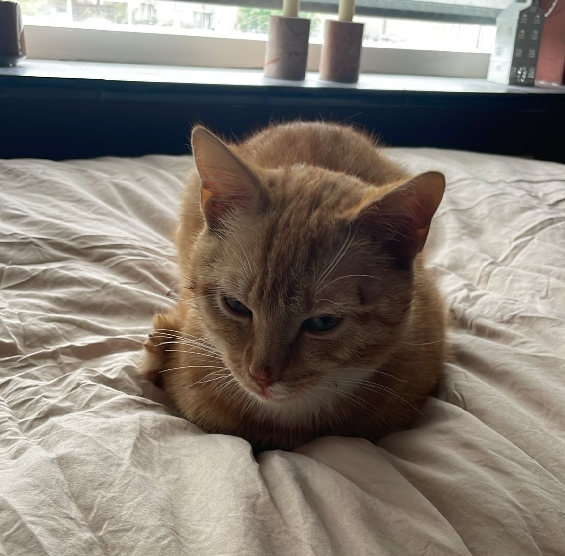 Rood-witte kat (Eigenaar bekend)
