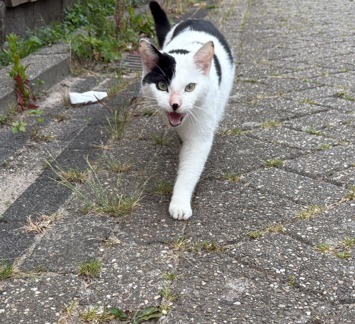 Wit/zwarte kat