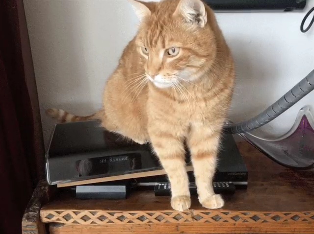 Poes