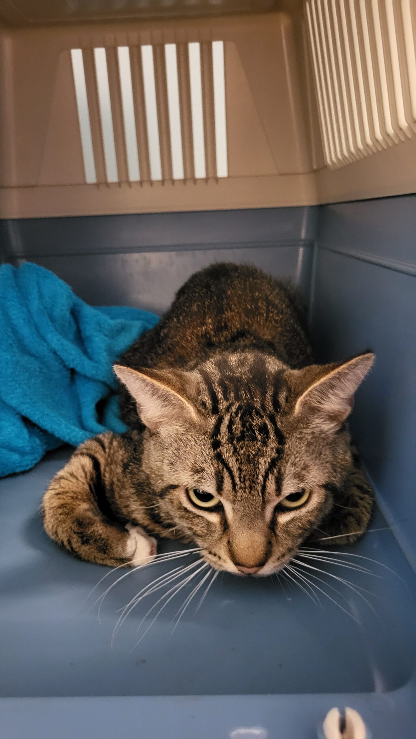 Cyperse kat