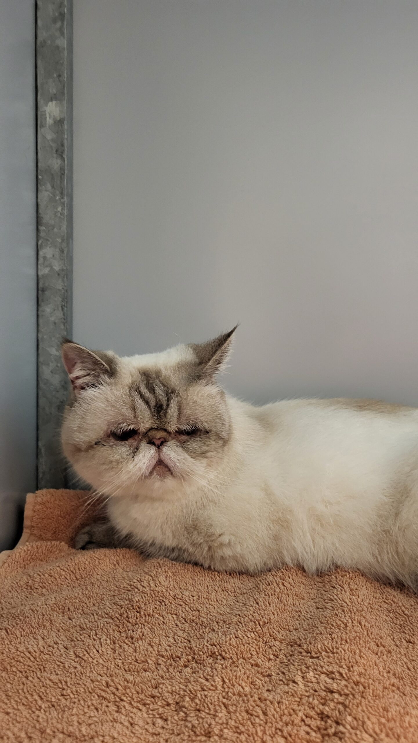 Perzische poes