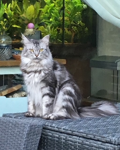 Lily
