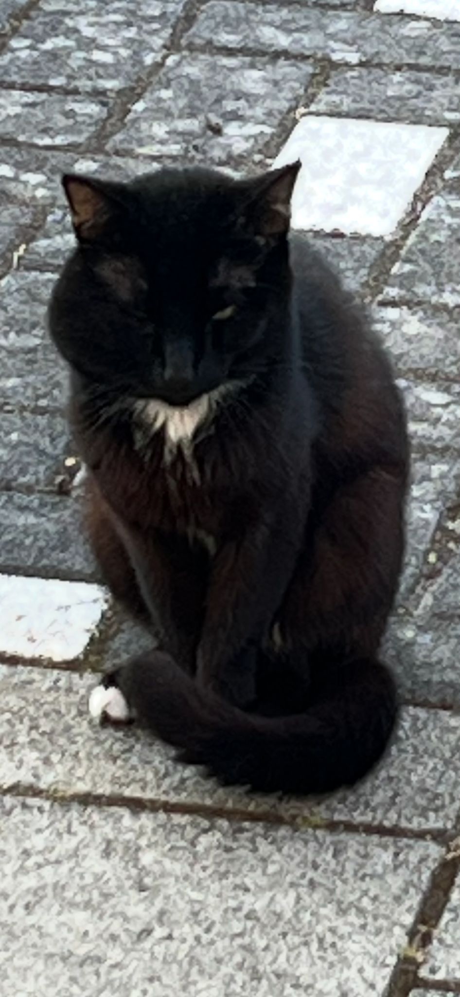 Zwart met witte kat