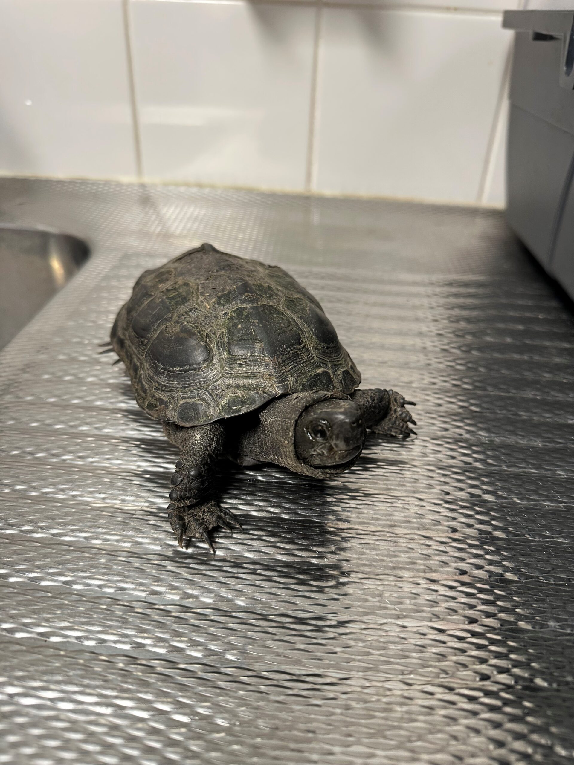 Chinese Driekielschildpad