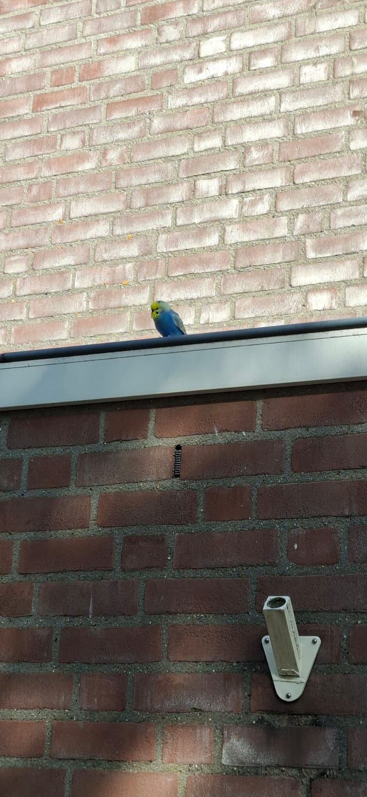 Blauw-gele grasparkiet