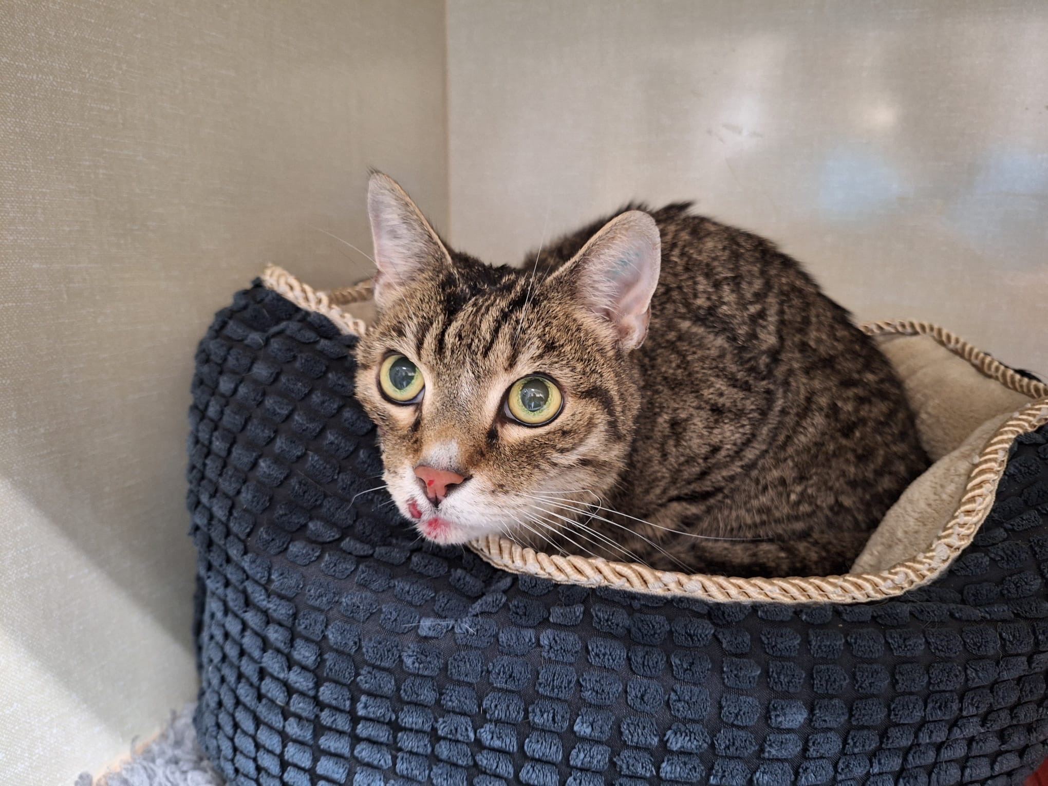 Cyperse kater
