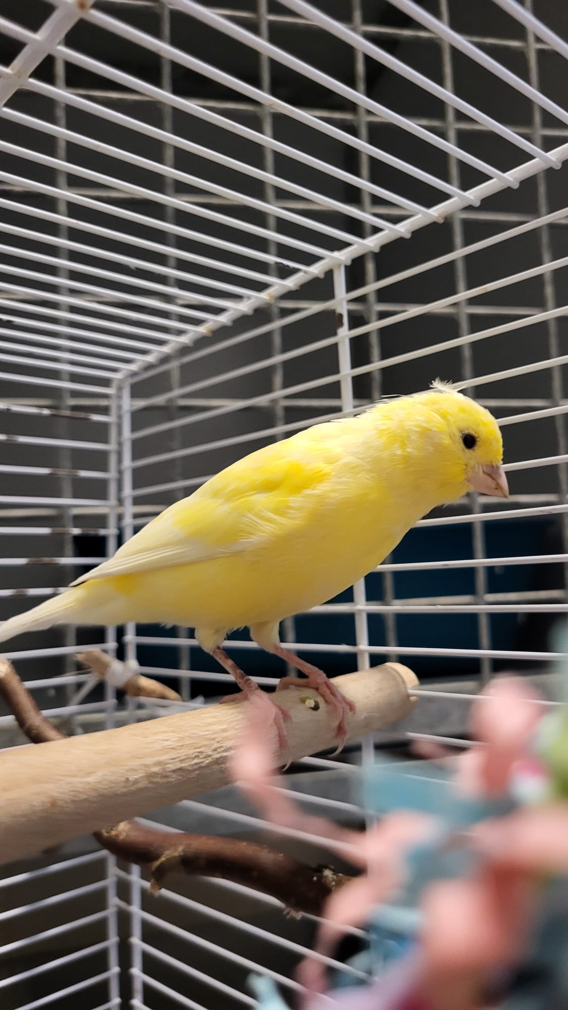 Geel-witte kanarie