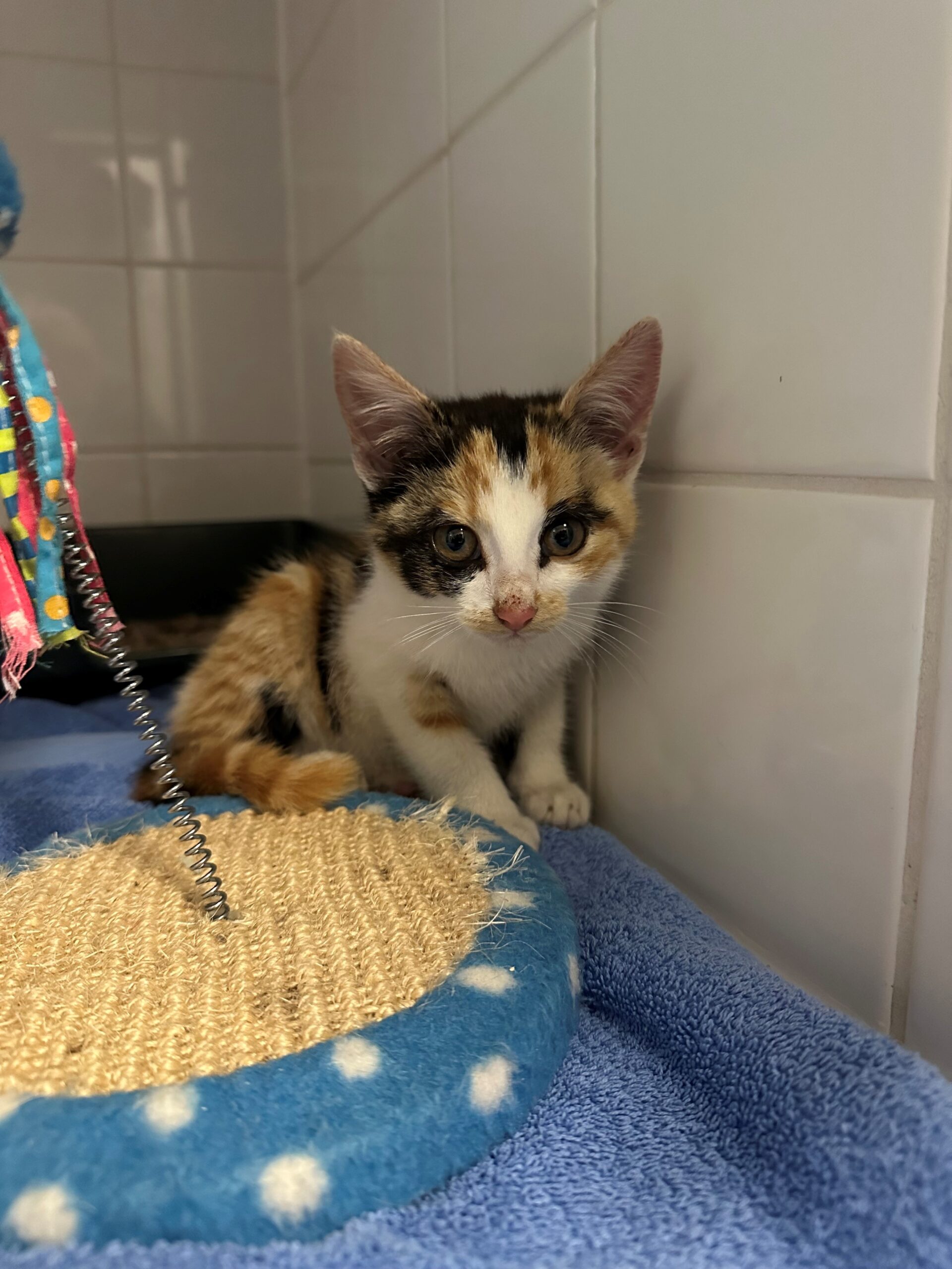 Lapjes kitten.