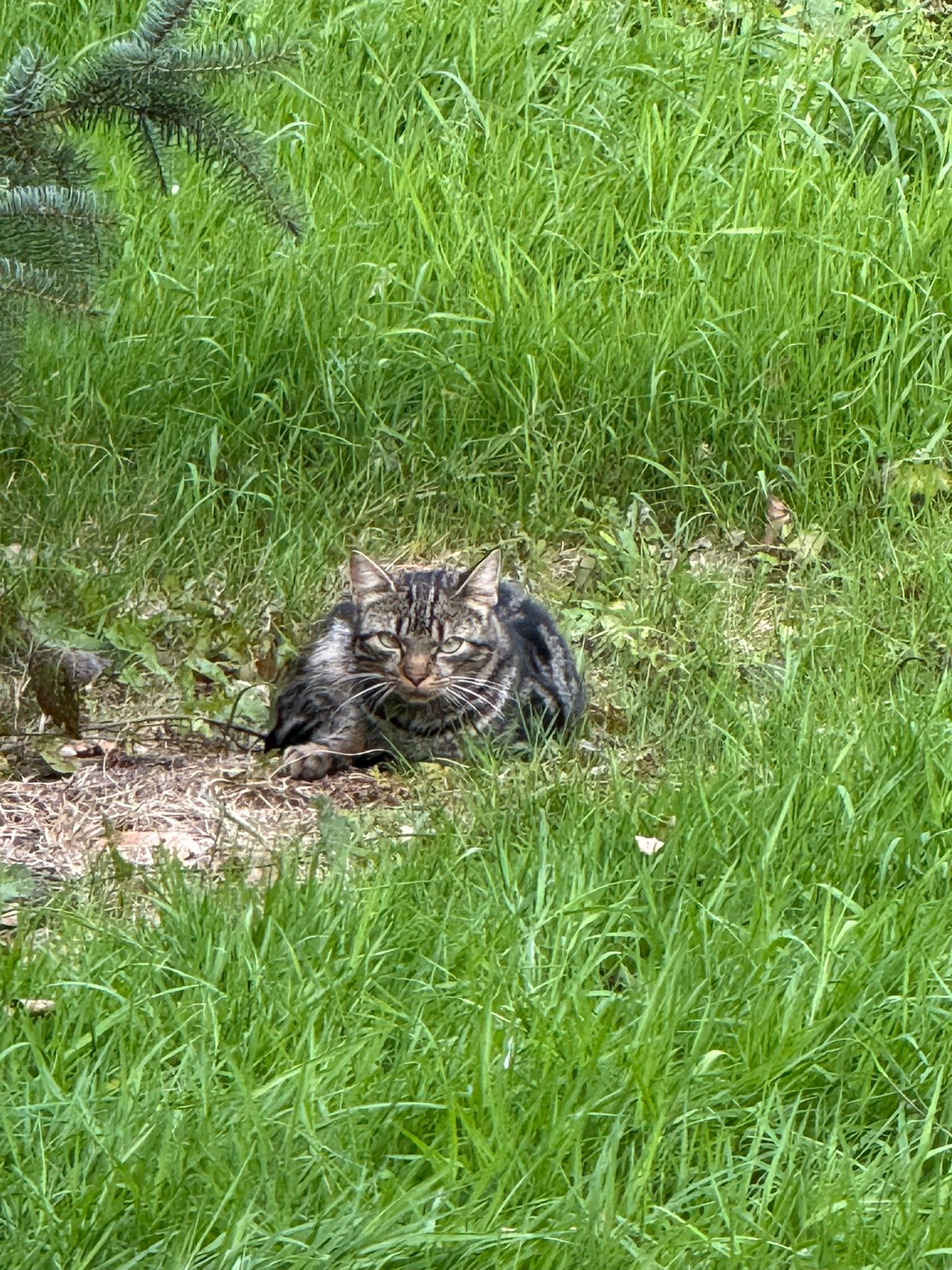 Cyperse poes