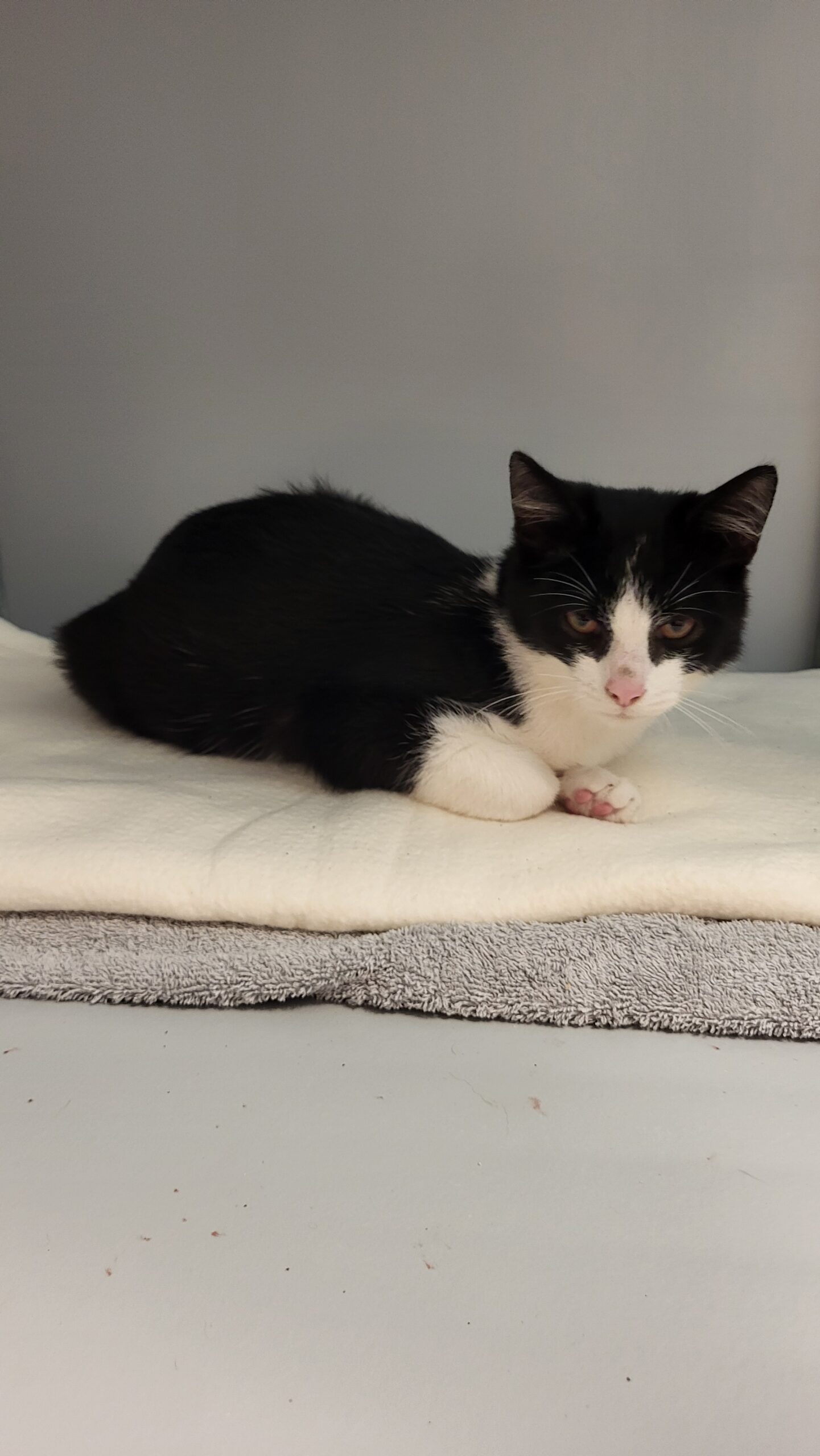 Zwart/wit kitten ca 5 maanden
