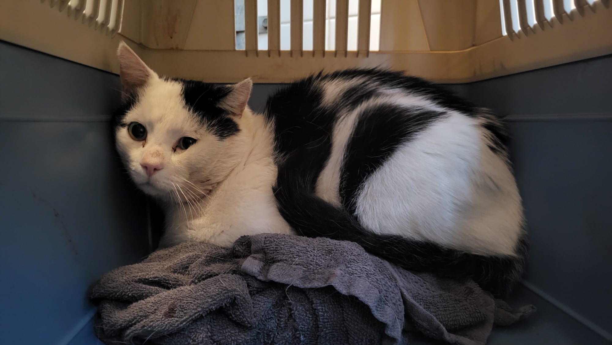 Wit-zwarte kater