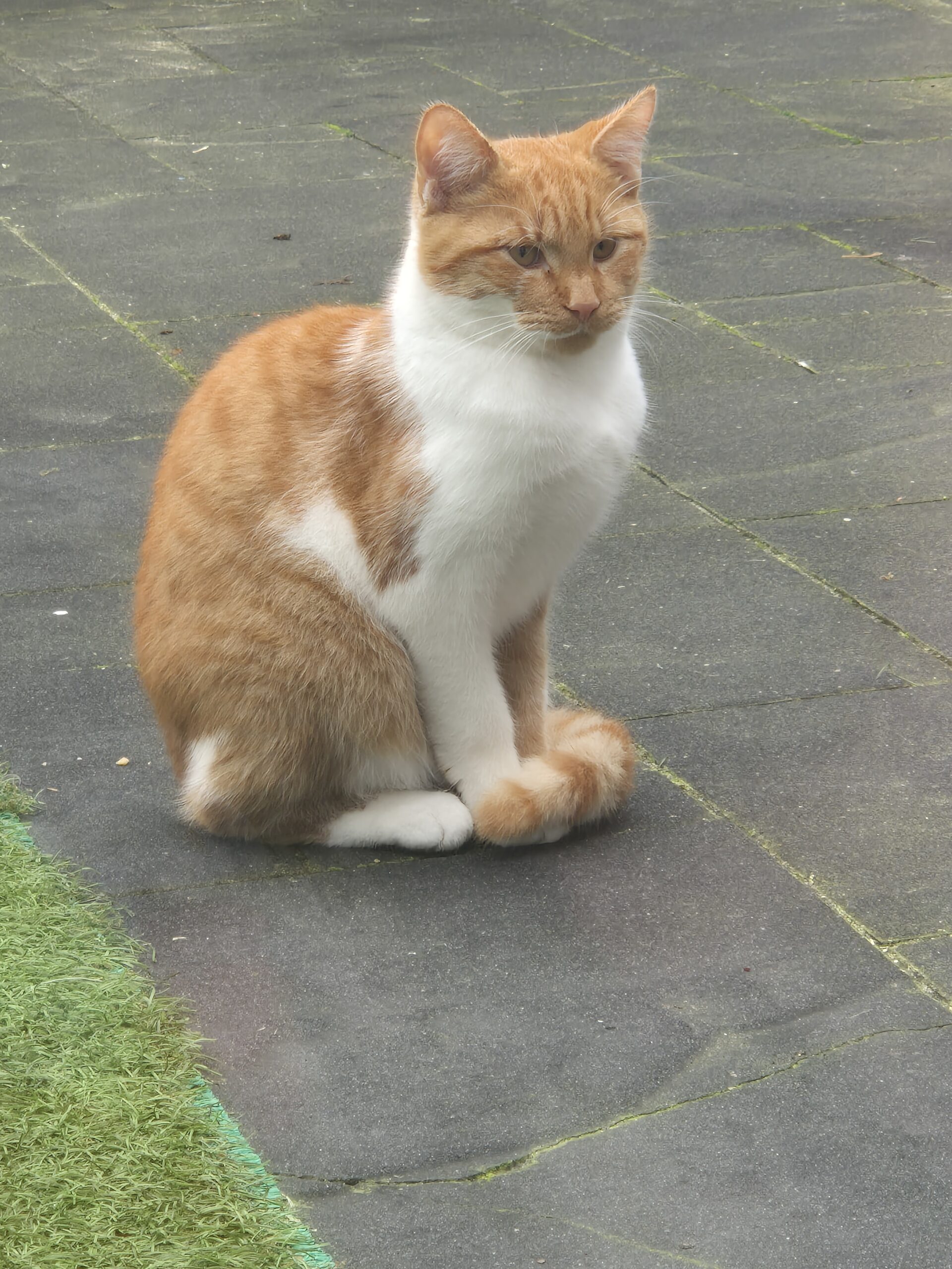 Rood-witte kater