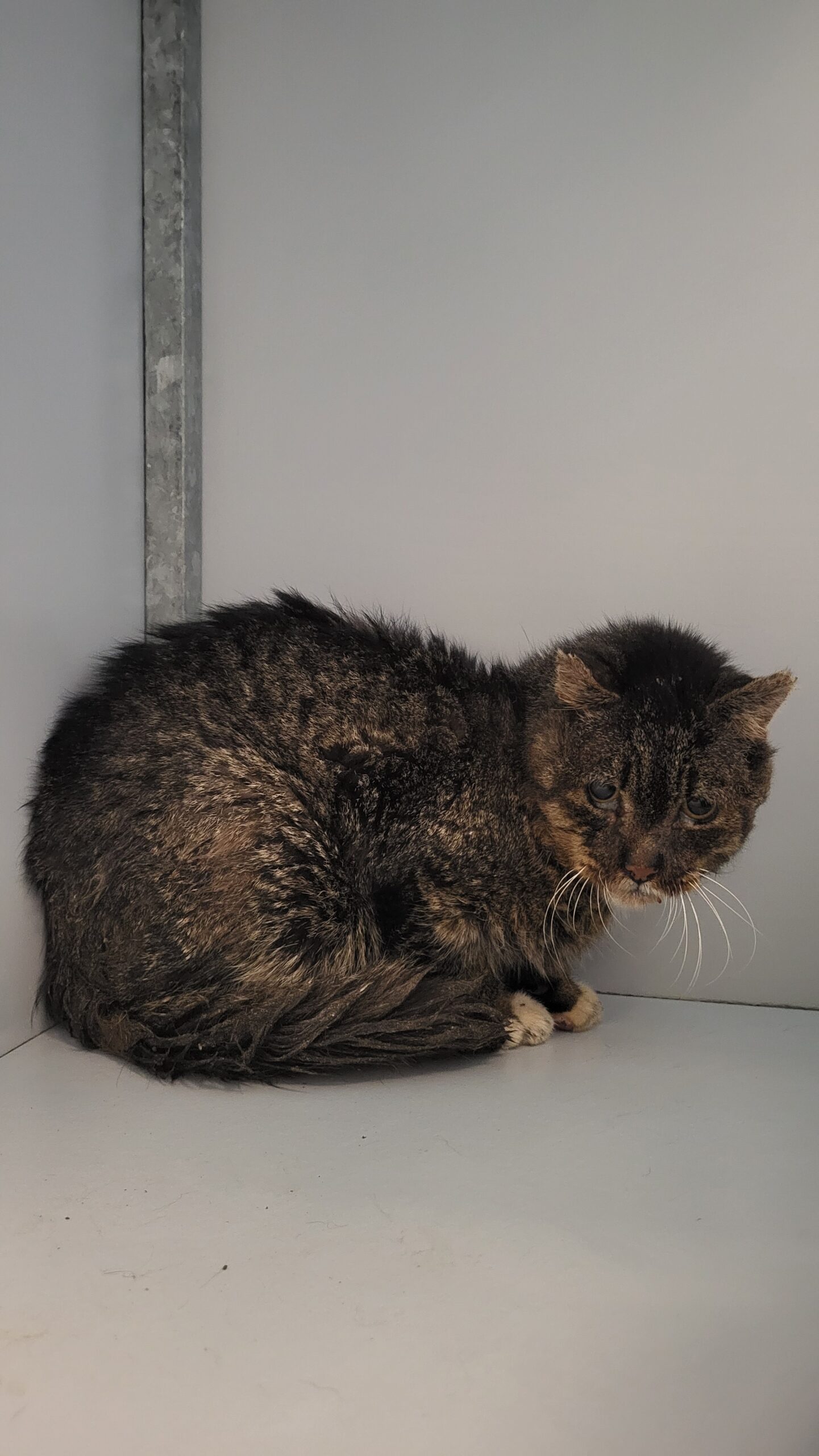 Cypers met witte kater