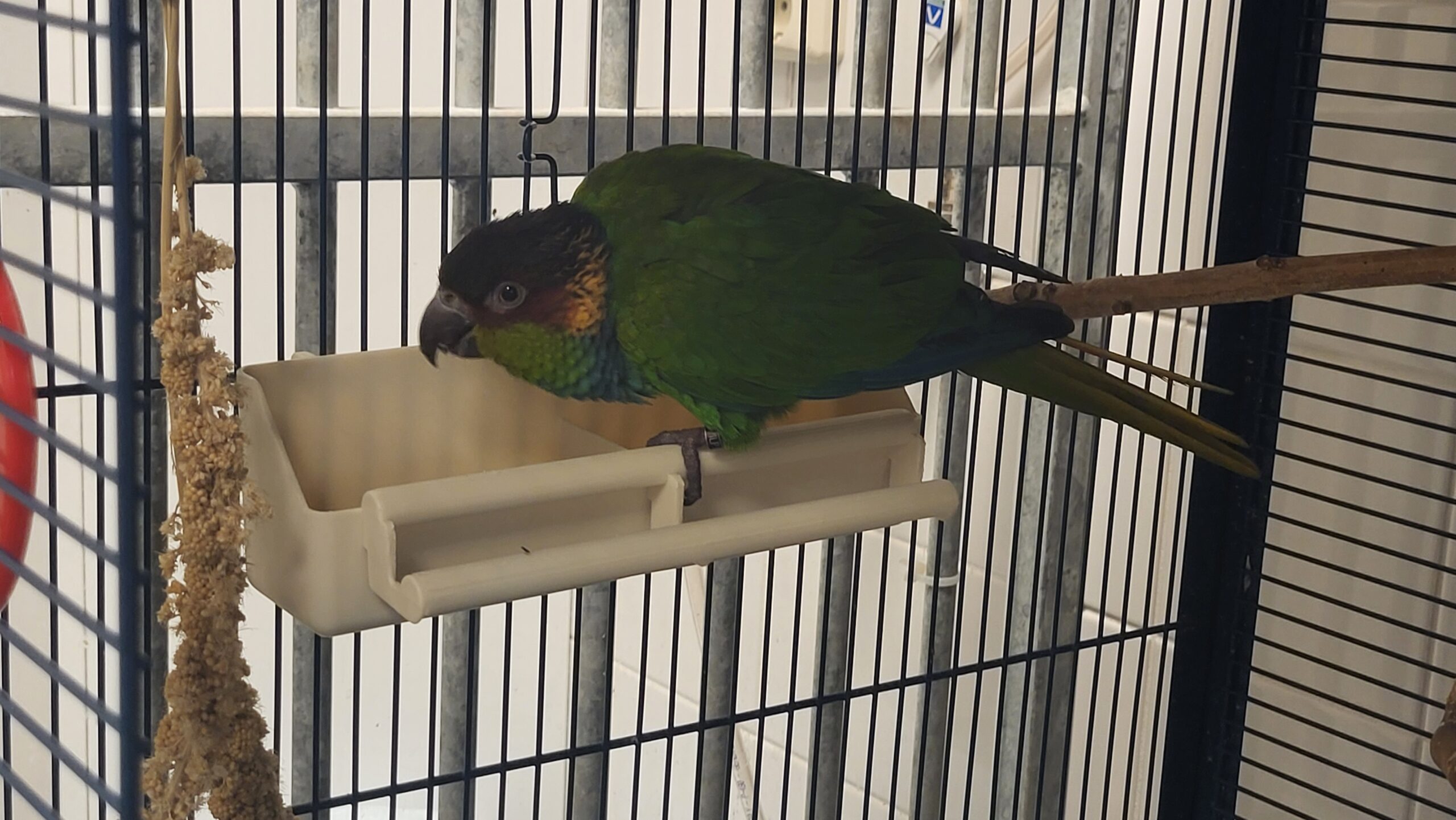 Pyrrhura