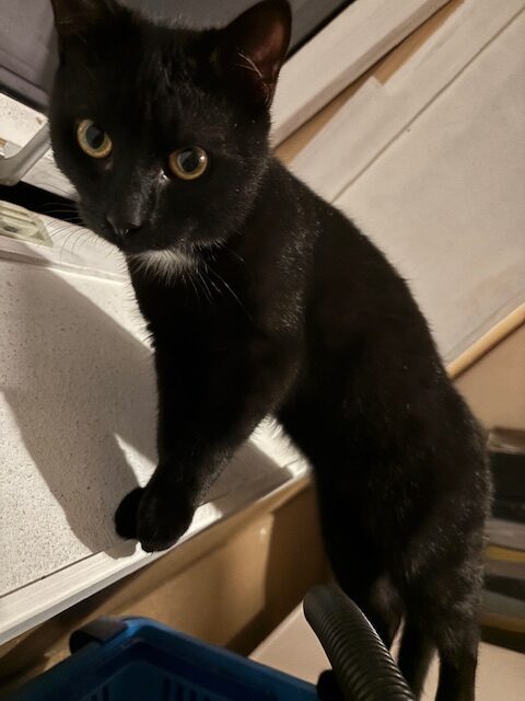 Coco