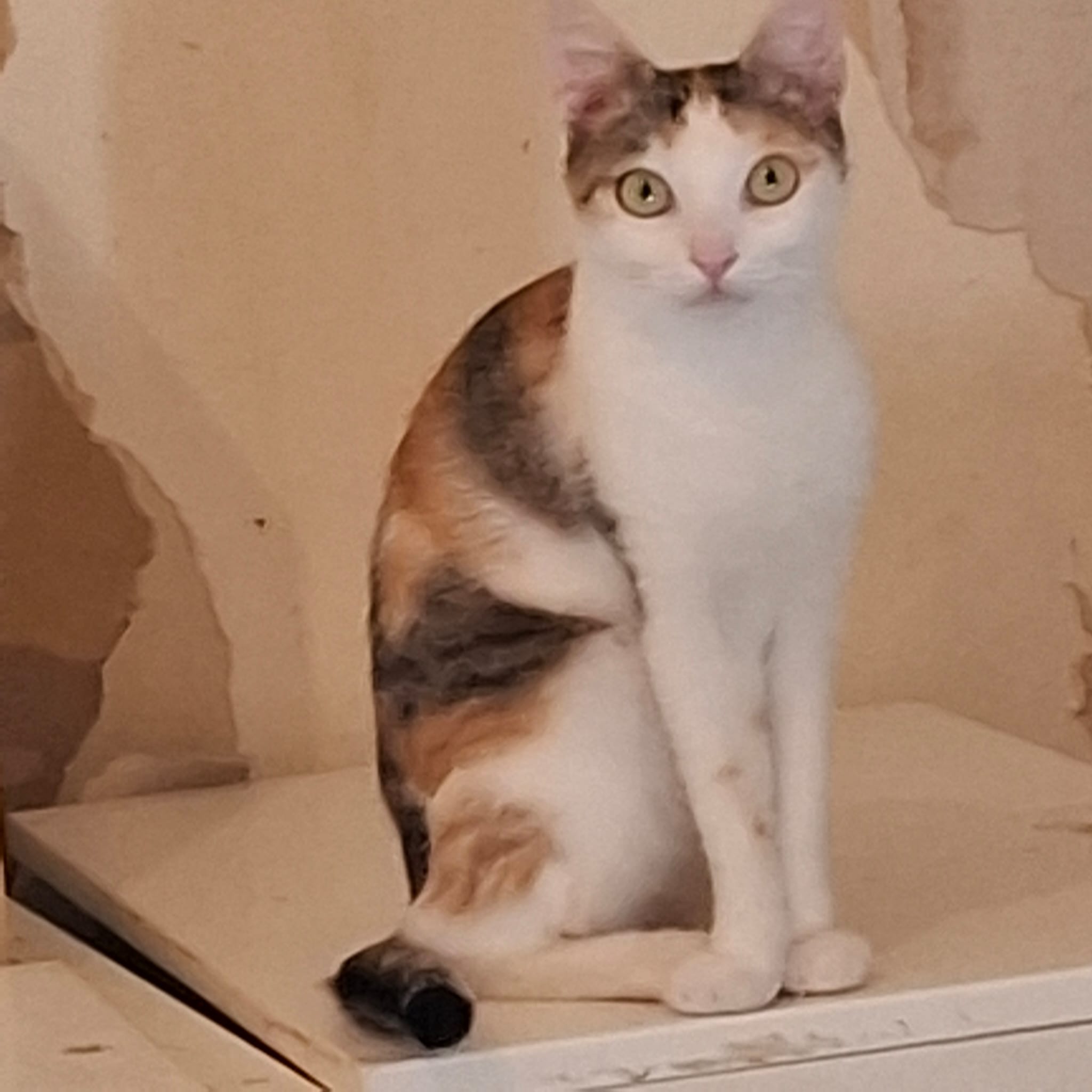 Mamacat