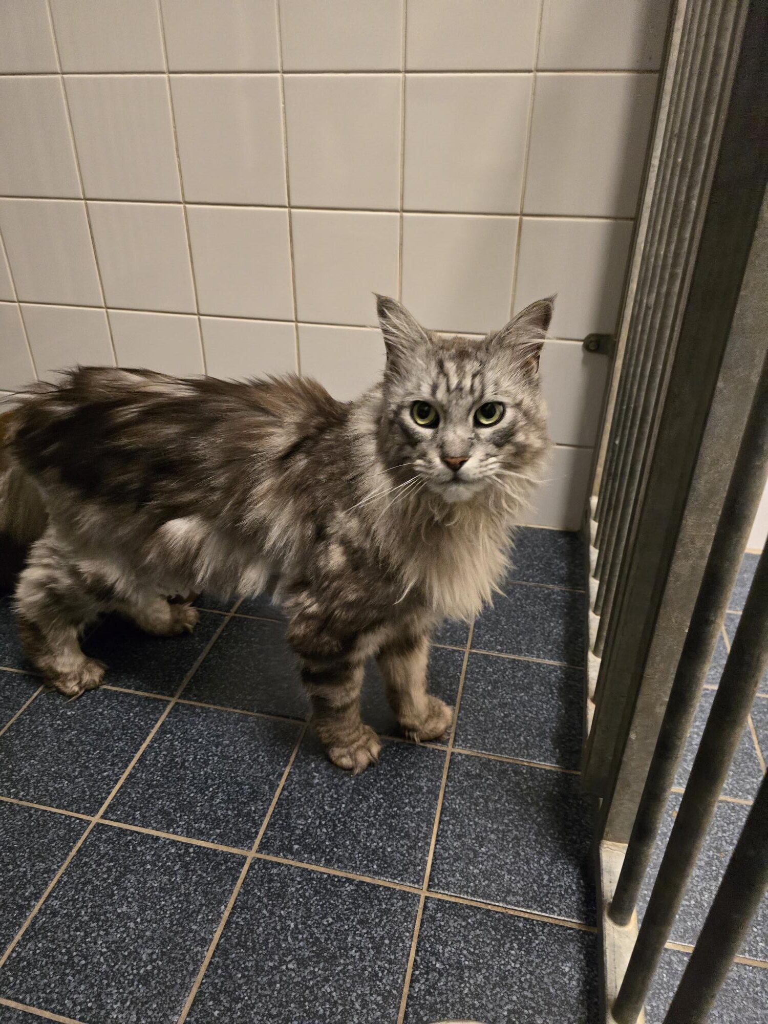 Maine Coon