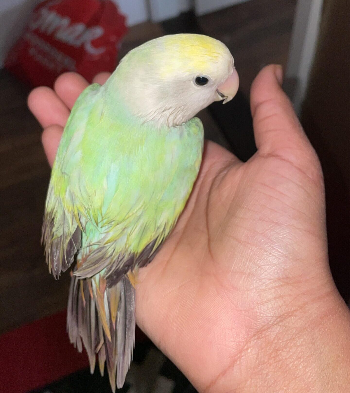 Macho