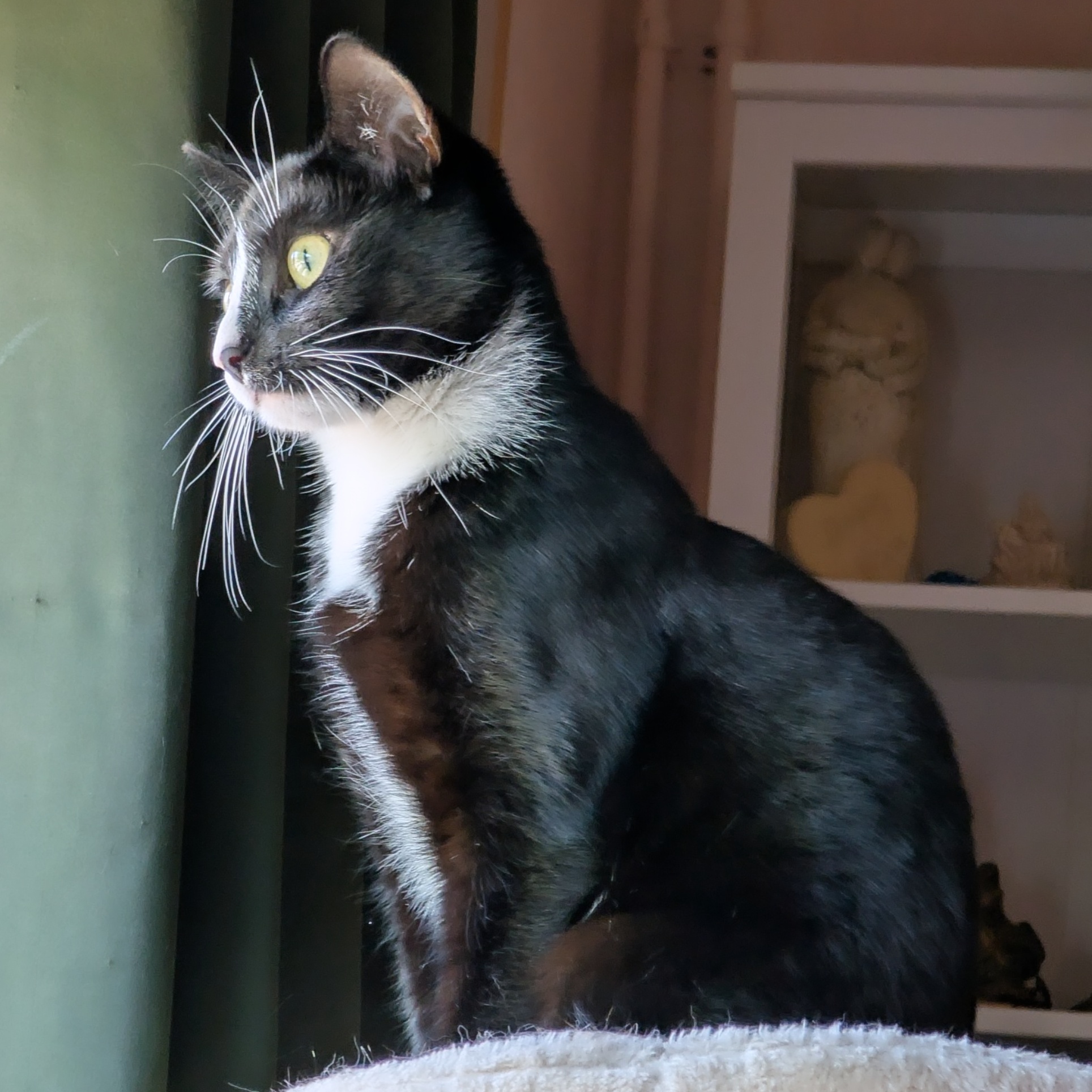 Chica (weer thuis)