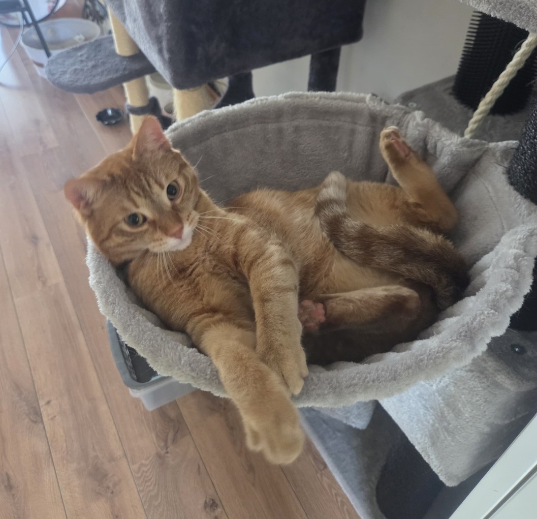 Ginger