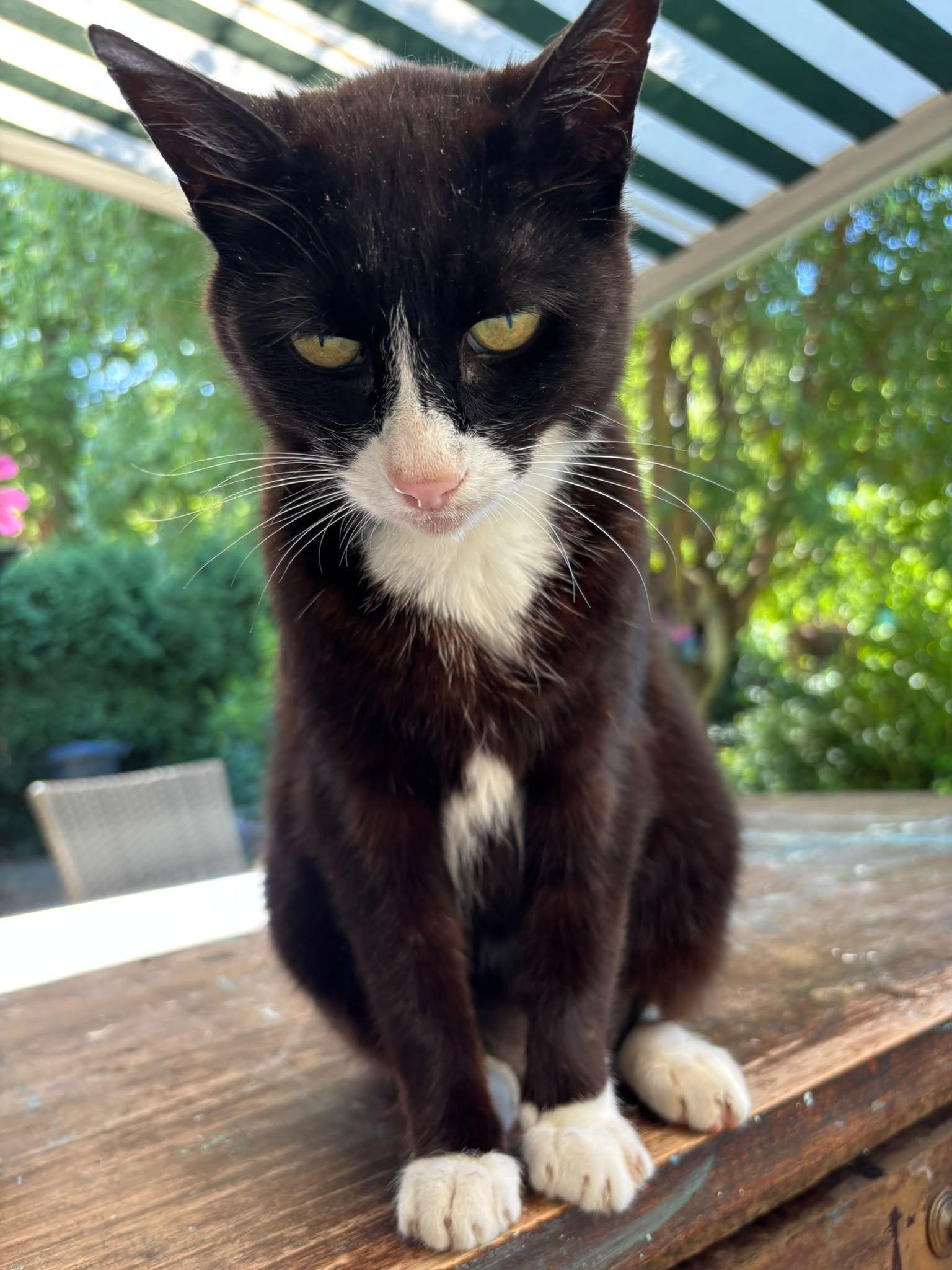 Zwart-witte kat