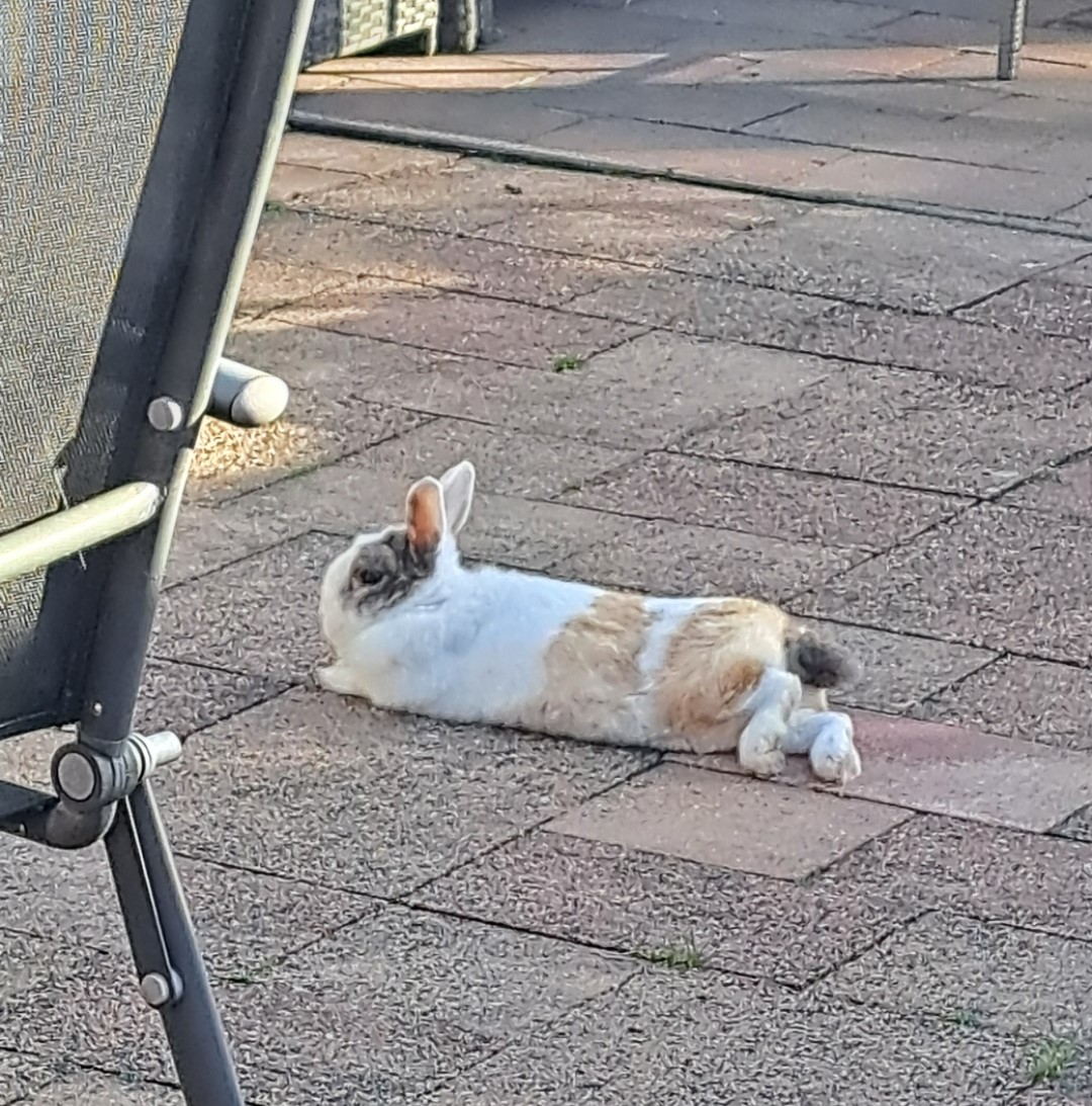 Snuffel