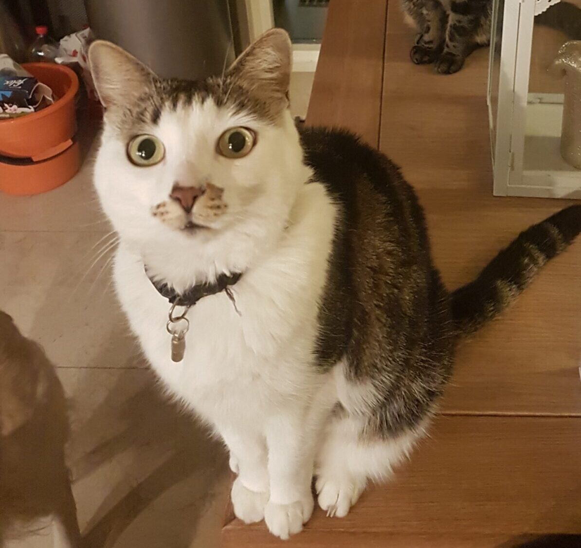 Kira (weer thuis)