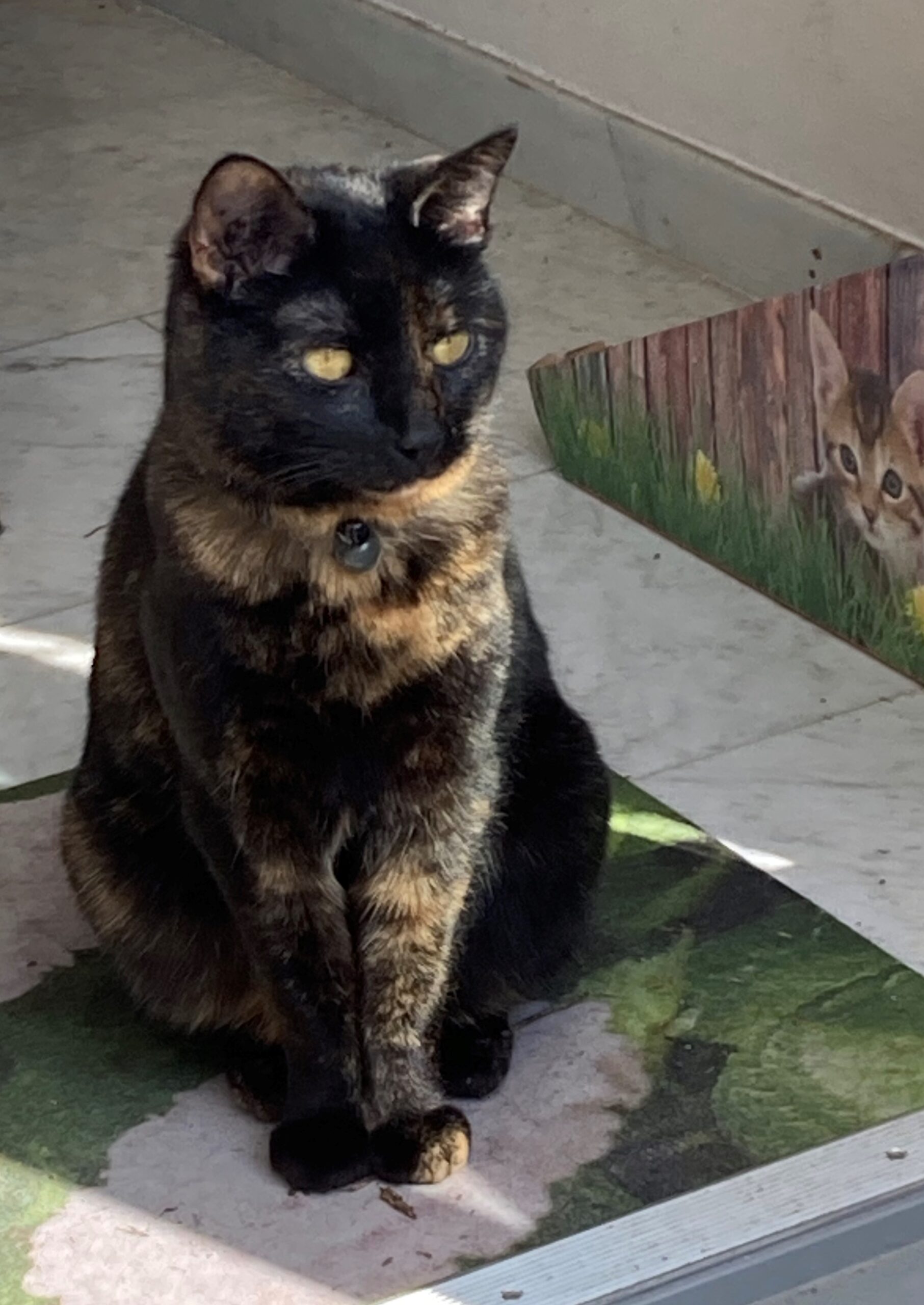Fifi
