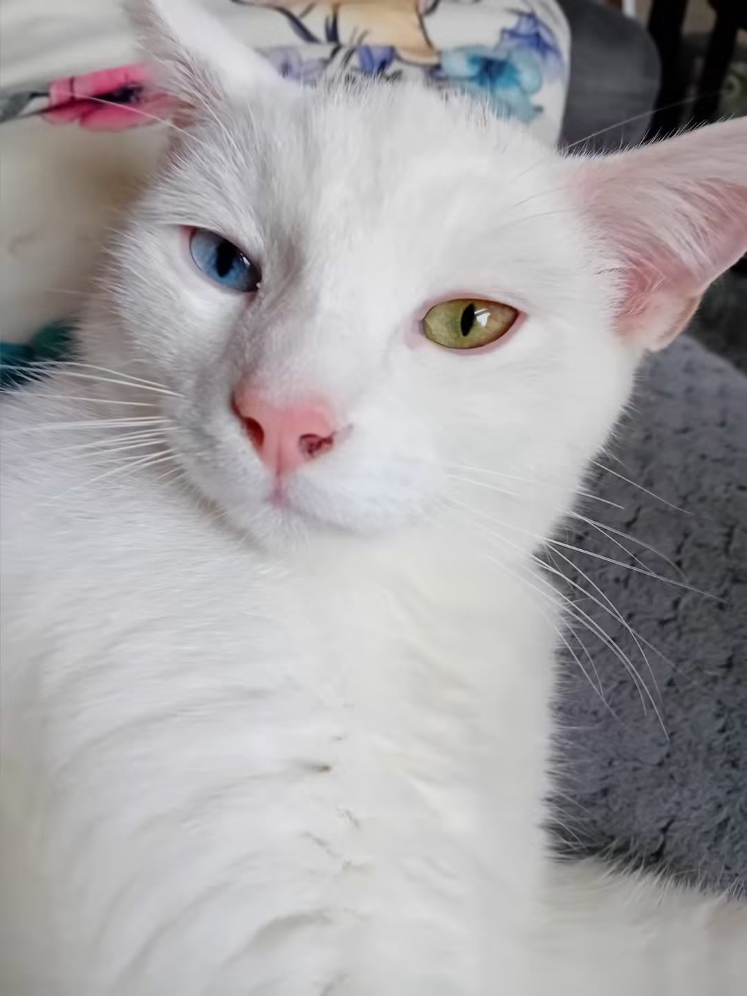 Shiro