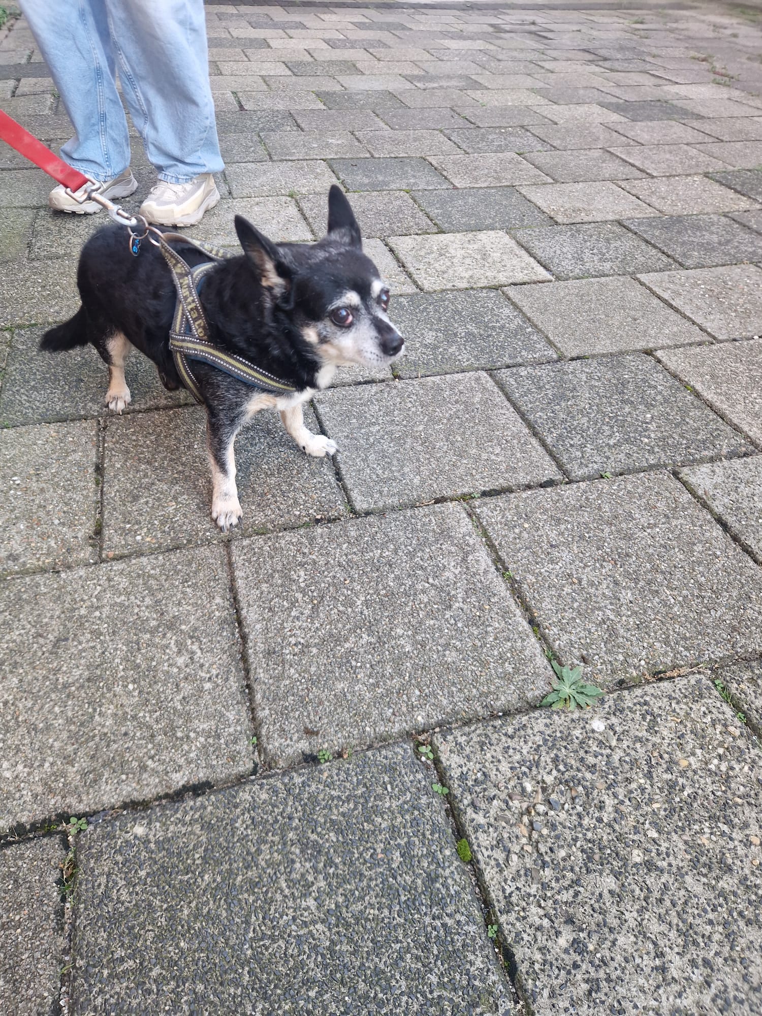 Hond
