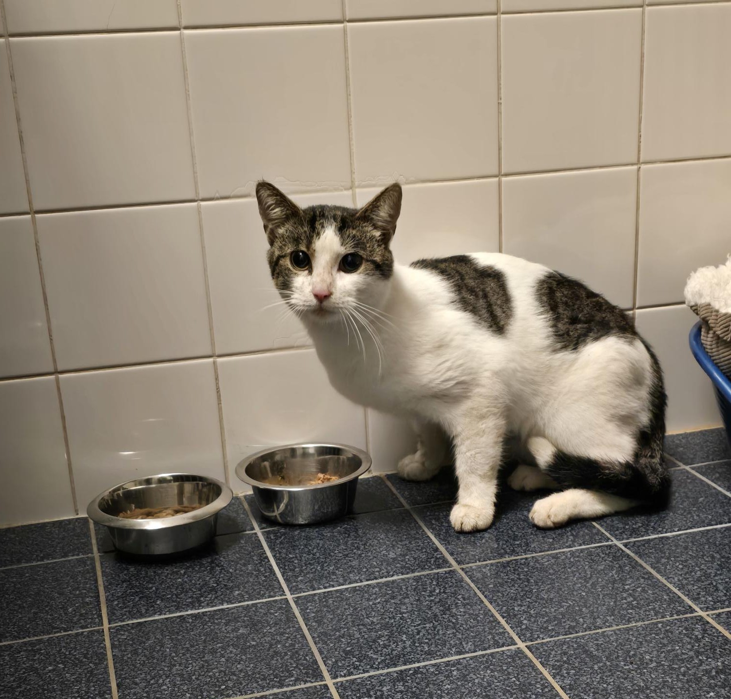 Wit-cyperse kater