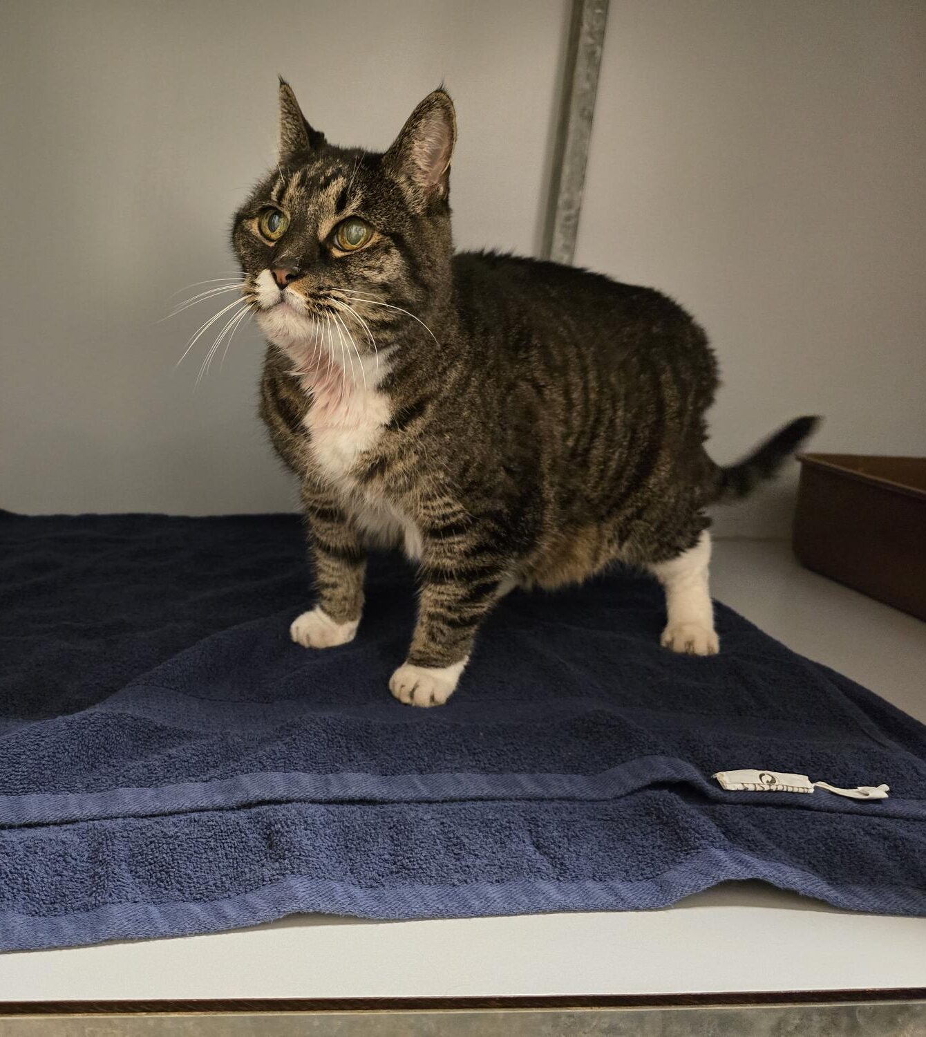 Cypers-witte poes