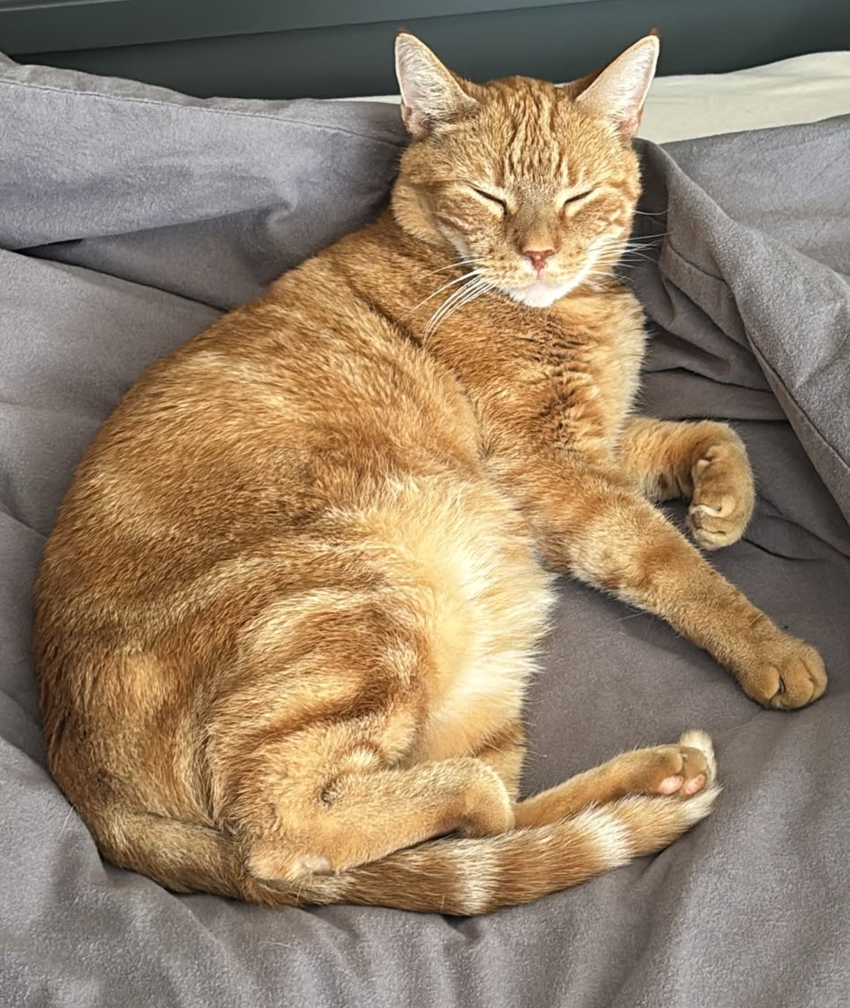 Brutus